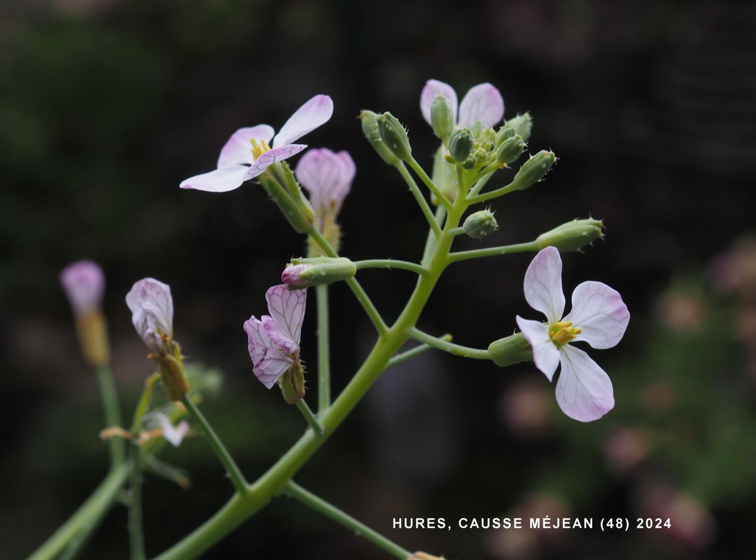 Radish, Cultivated